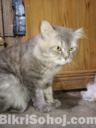Parsian cat (  NOR )